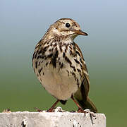 Meadow Pipit