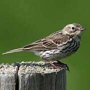 Meadow Pipit