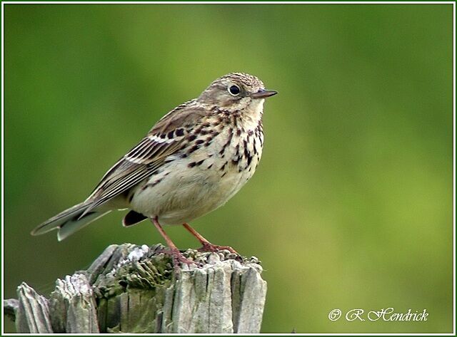 Meadow Pipit