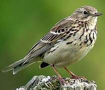 Pipit farlouse