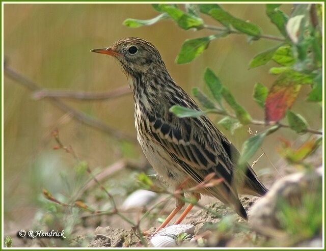 Pipit farlouse