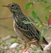 Pipit farlouse