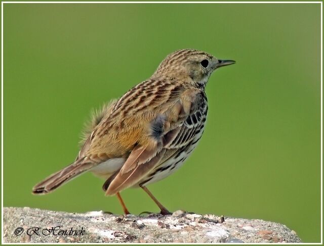 Pipit farlouse