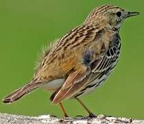 Pipit farlouse