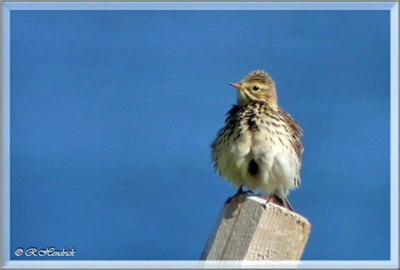 Meadow Pipit