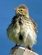 Meadow Pipit