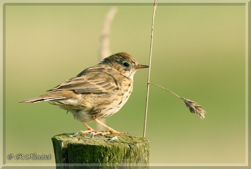 Meadow Pipit