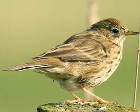 Pipit farlouse