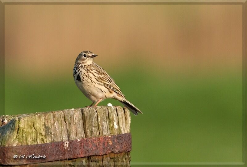 Meadow Pipit