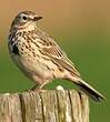 Pipit farlouse