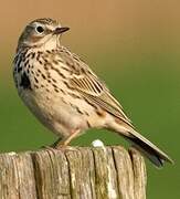 Pipit farlouse