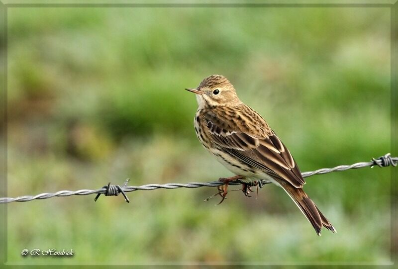 Meadow Pipit