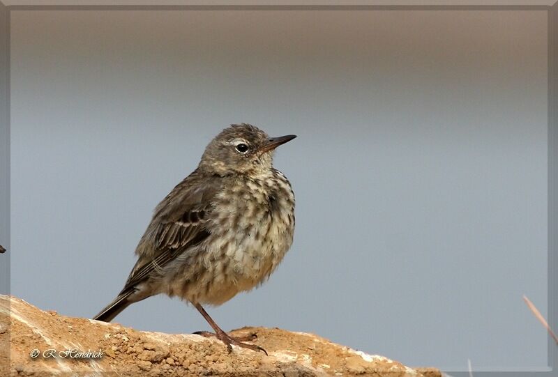 European Rock Pipit