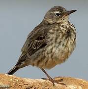 Eurasian Rock Pipit