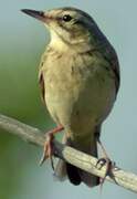 Tawny Pipit