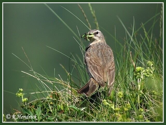 Water Pipit