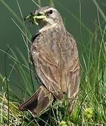 Water Pipit