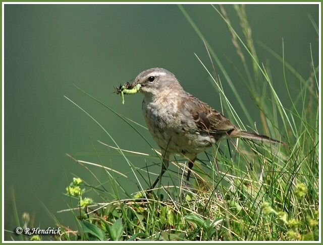 Water Pipit