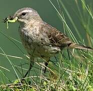 Water Pipit