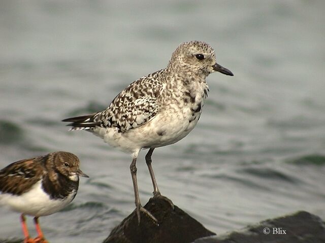 Grey Plover