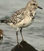 Grey Plover