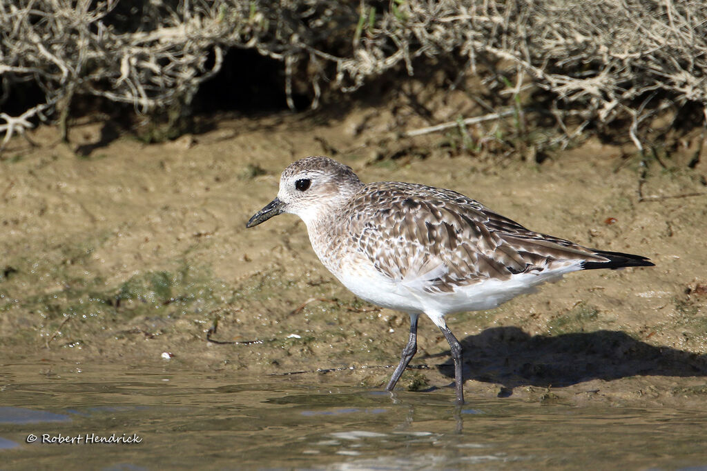 Grey Plover