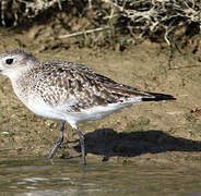 Grey Plover