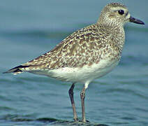 Grey Plover