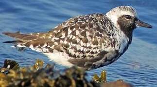 Grey Plover