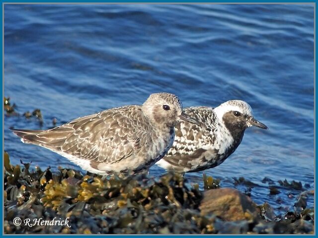 Grey Plover