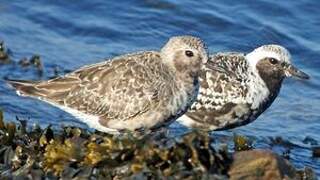 Grey Plover