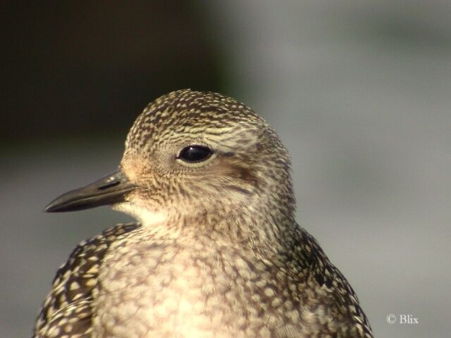 European Golden Plover