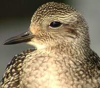 European Golden Plover