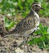 European Golden Plover