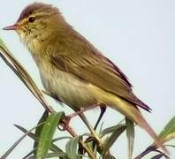 Willow Warbler