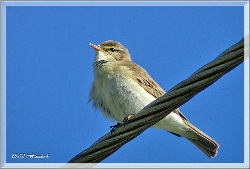 Willow Warbler