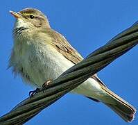 Willow Warbler