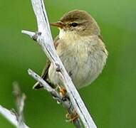 Willow Warbler