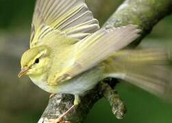 Wood Warbler