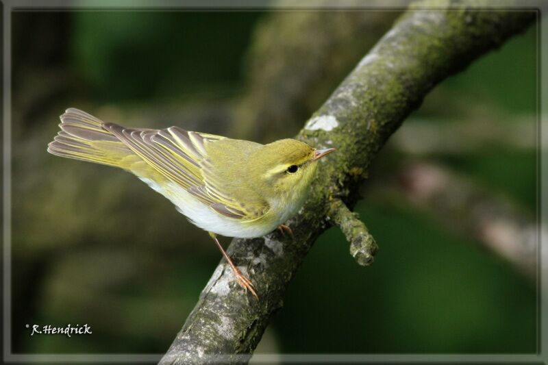 Wood Warbler