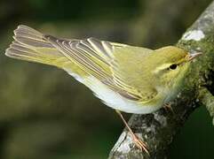 Wood Warbler