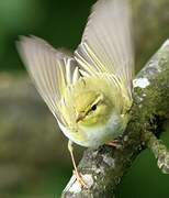 Wood Warbler