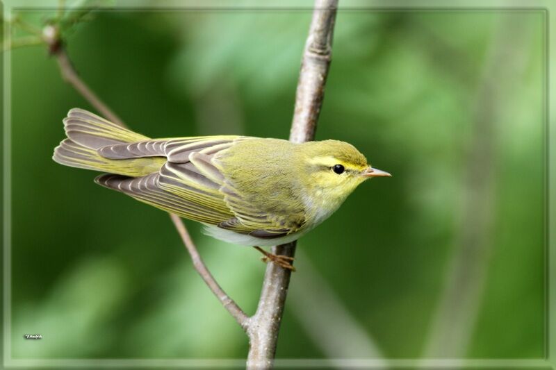 Wood Warbler