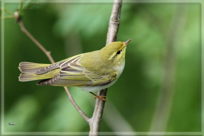 Wood Warbler