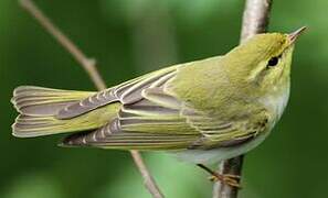 Wood Warbler