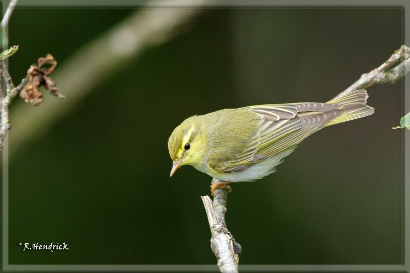 Wood Warbler