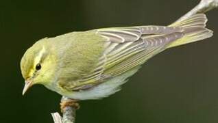 Wood Warbler