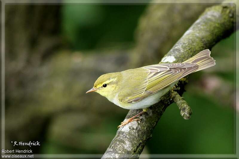 Wood Warbleradult breeding, identification