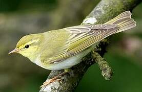 Wood Warbler