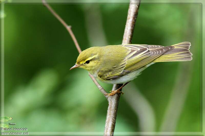 Wood Warbler